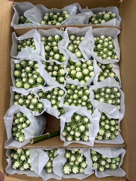 How Houseplants Enhance Your Home Décor and Improve Air Quality